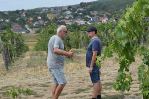 A nadapi szőlőmentő